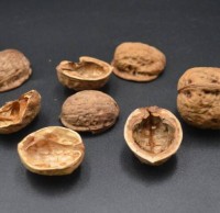 核桃殼屬於什麽垃圾分（fèn）類，應該扔什麽垃圾桶